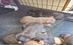 Mixed Breed dogs for sale: Presa/American Johnson bulldog - Image 3