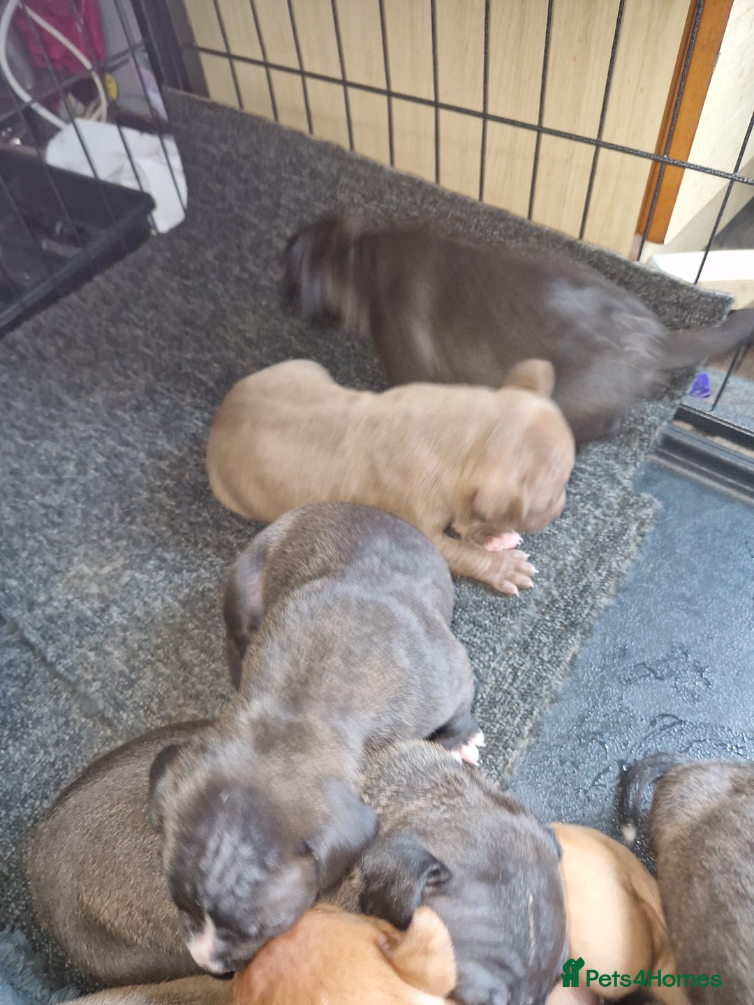 Mixed Breed dogs for sale: Presa/American Johnson bulldog - Image 3