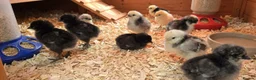 Chickens poultry for sale: Usa bearded  Silkies  - Advert 11