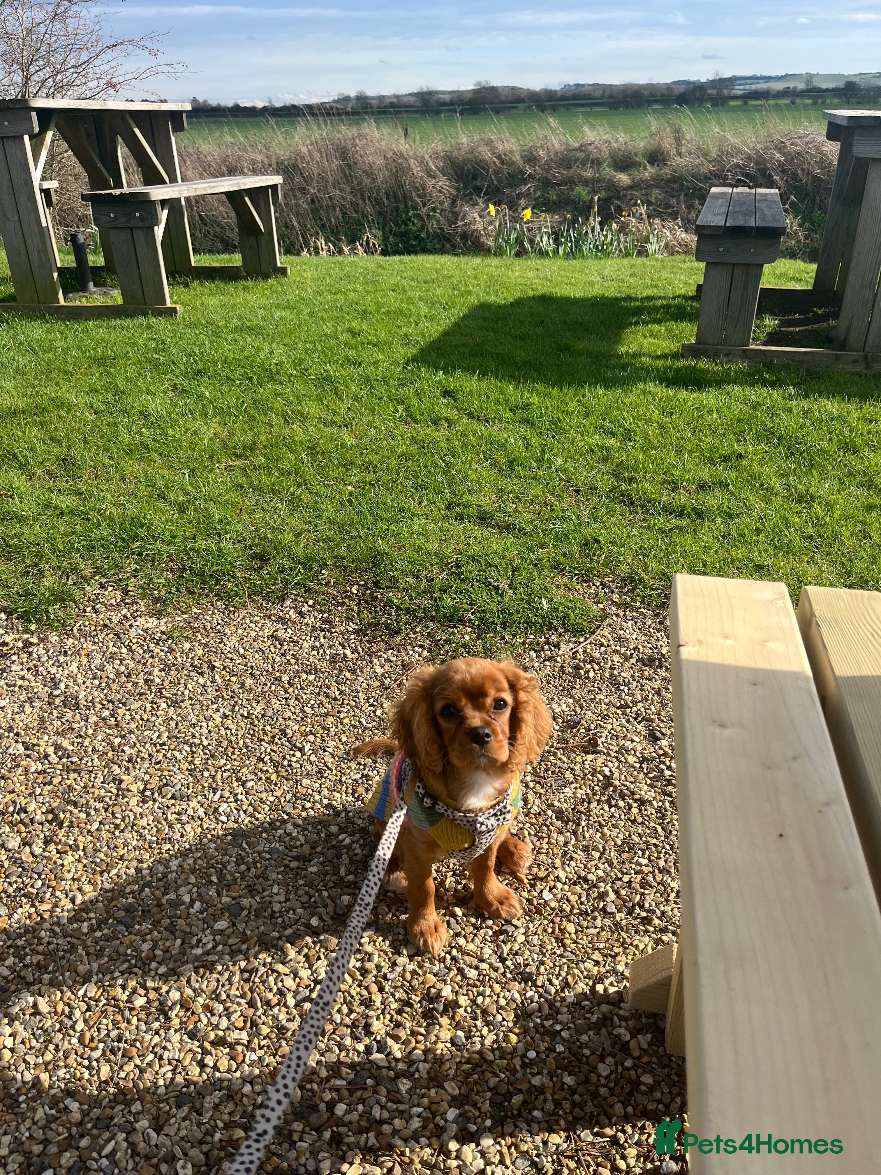 Cavalier King Charles Spaniel dogs KC Registered King Charles with full health checks - Advert 5