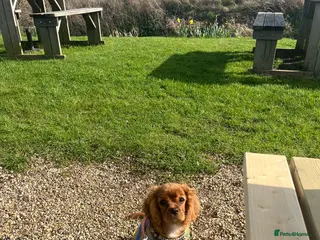 Cavalier King Charles Spaniel dogs KC Registered King Charles with full health checks - Advert 5