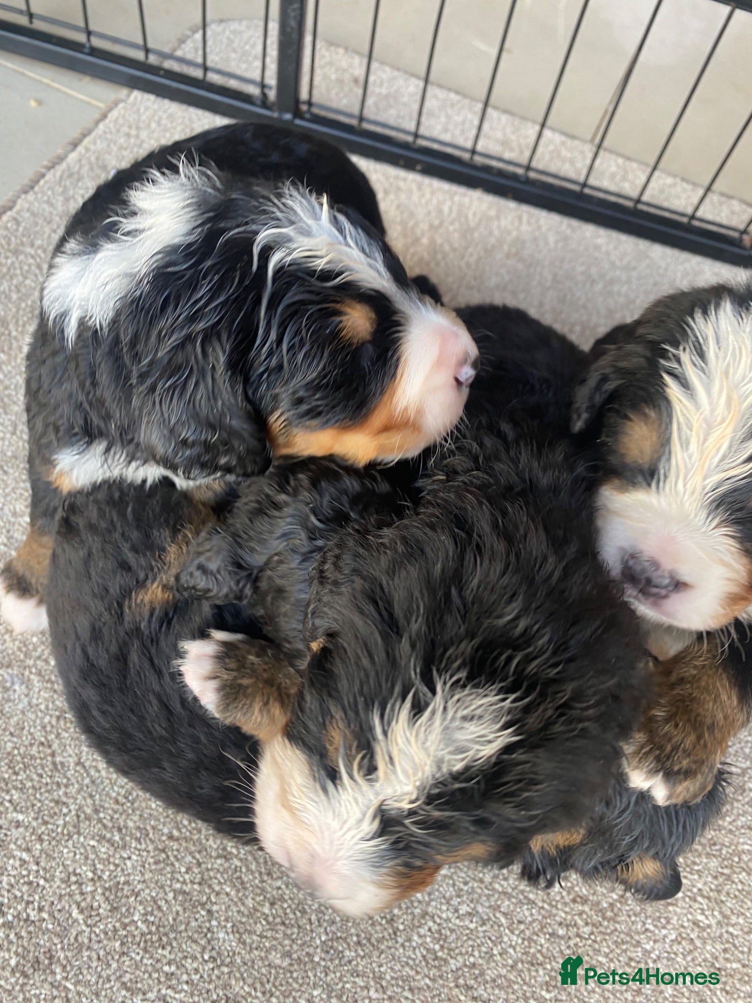 Bernedoodle dogs Beautiful Tri colour bernedoodle puppies  - Advert 2