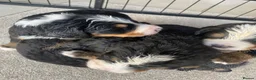 Bernedoodle dogs for sale: Beautiful Tri colour bernedoodle puppies  - Advert 7