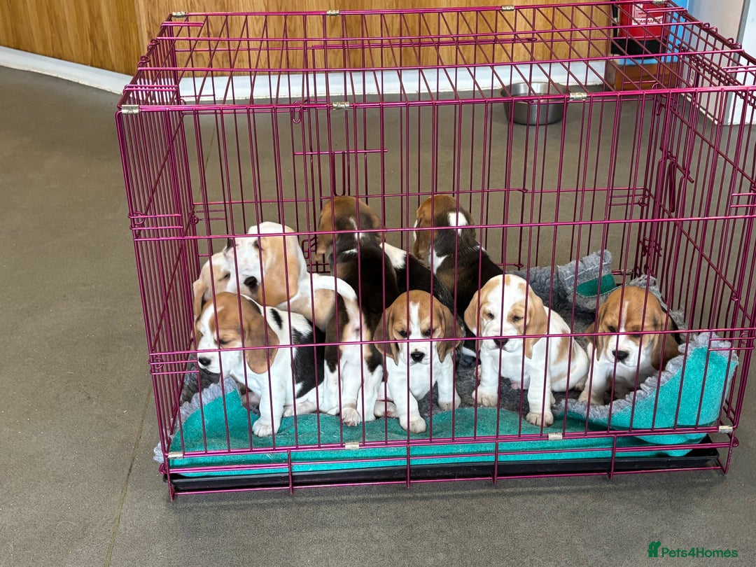 Beagle dogs for sale: Male Beagle Puppies  - Image 17
