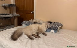 Siberian cats for sale: GCCF Registered Siberian Neva Masquerade Kittens - Image 14