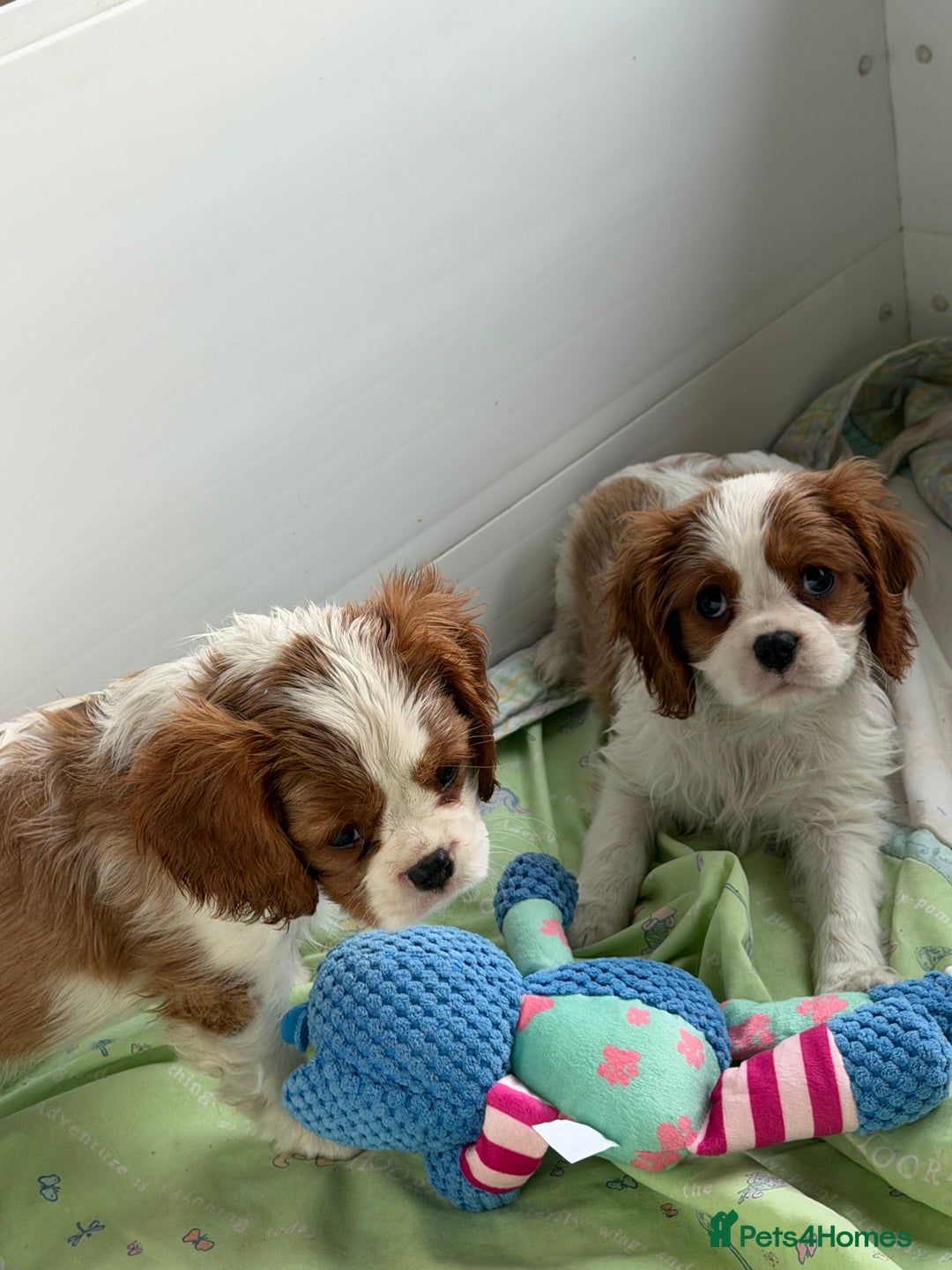 Cavalier King Charles Spaniel dogs for sale: Kc registered cavalier king charles puppies - Advert 9