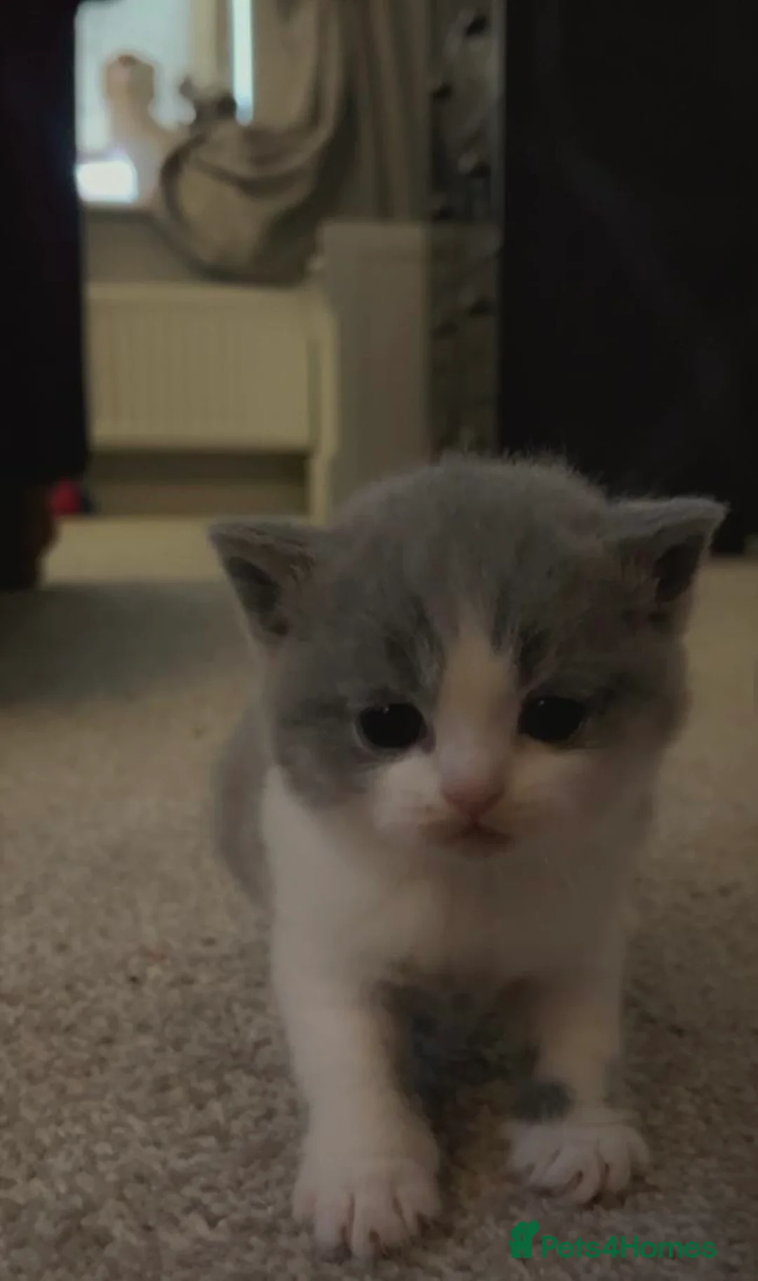 British Shorthair cats for sale: Pure Bred British Shorthair kittens x 4 - Advert 4
