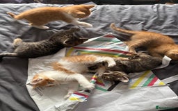Mixed Breed cats for sale: 5 kittens looking for their forever homes  - Image 11
