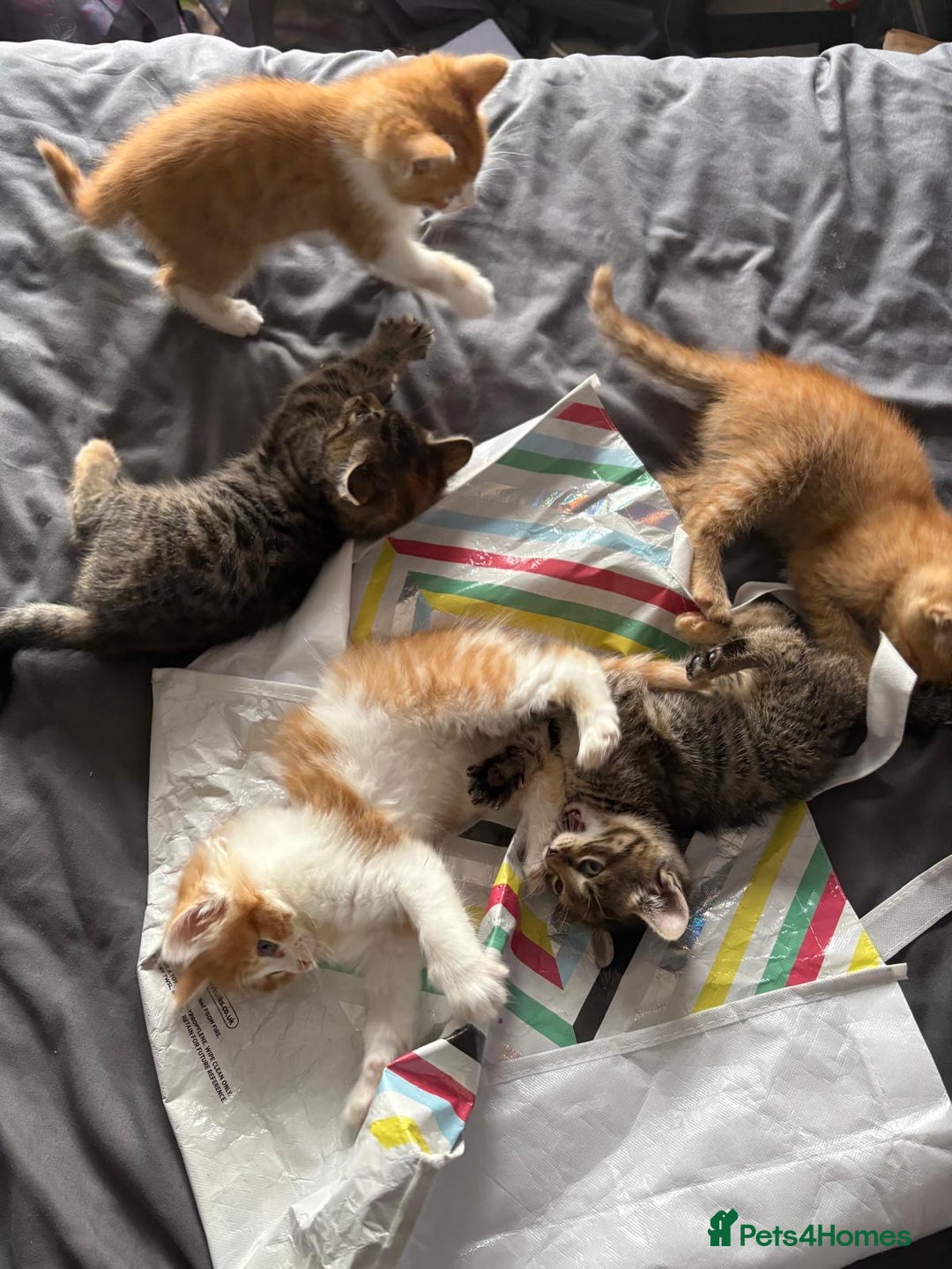 Mixed Breed cats for sale: 5 kittens looking for their forever homes  - Image 11