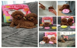 Miniature Poodle dogs for sale: Miniature red poodles 2💙2🩷 - Image 1