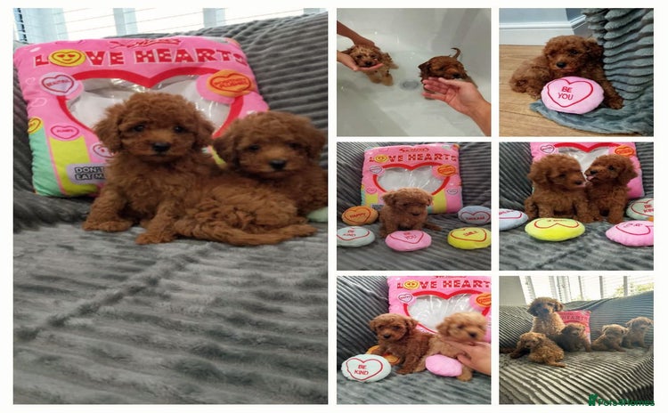 Miniature Poodle dogs - Advert 4
