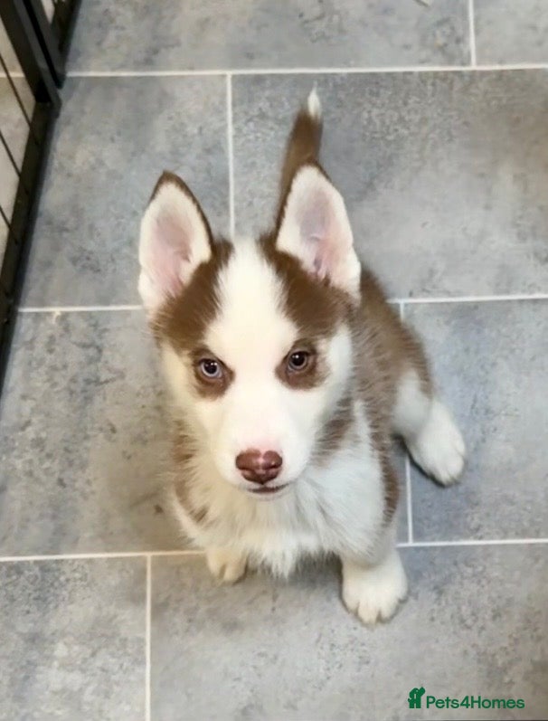 Siberian Husky dogs Ready now! Parents Imported stunning Husky Puppies - Advert 1