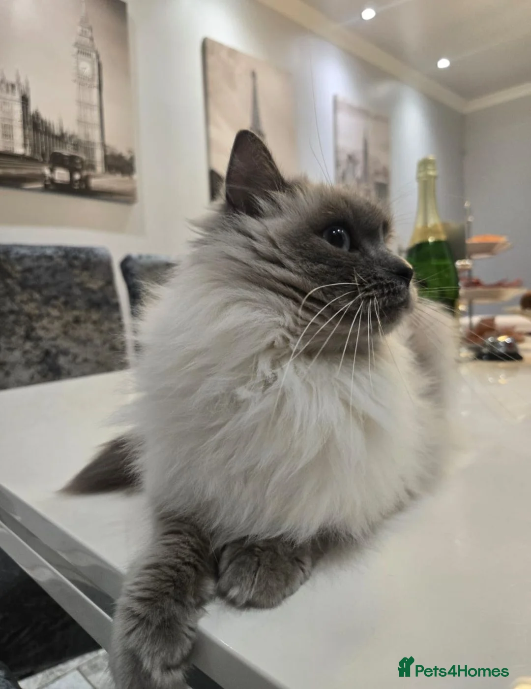 Ragdoll cats for sale: Pedigree Active Ragdoll female health tested  - Advert 2