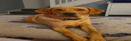 Labrador Retriever dogs for sale: Beautiful Labrador - Advert 7