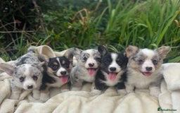 Welsh Corgi Cardigan dogs for sale: ⭐️Beautiful Cardiganshire Corgi Pups⭐️*1 LEFT* - Image 5