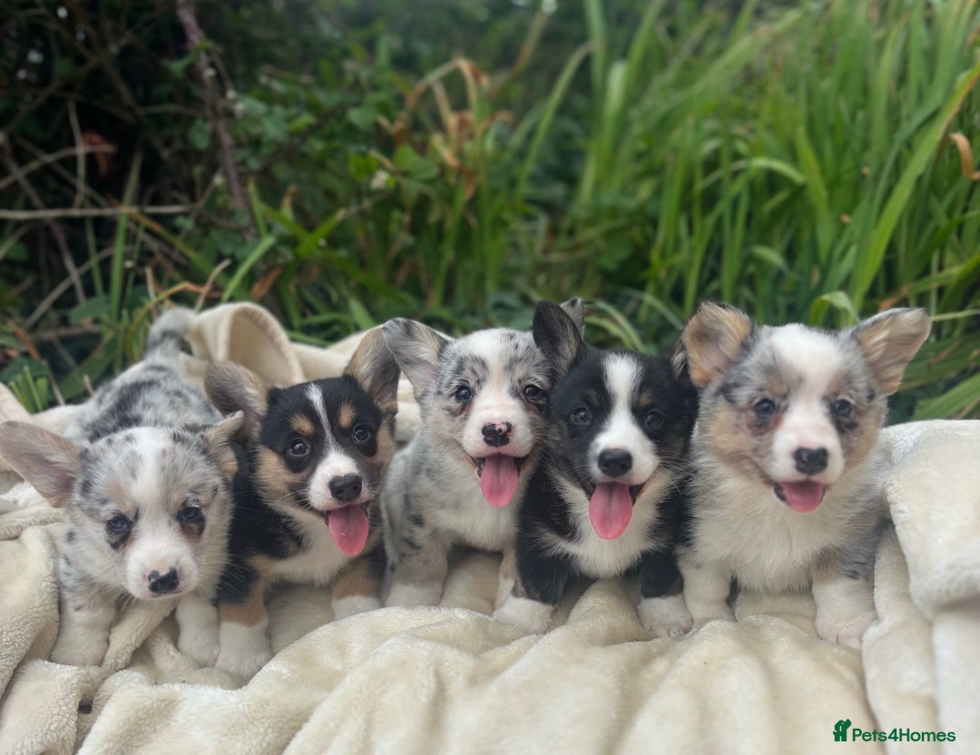 Welsh Corgi Cardigan dogs for sale: ⭐️Beautiful Cardiganshire Corgi Pups⭐️*1 LEFT* - Image 5