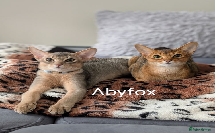 Abyssinian cats in Fareham - Advert 3