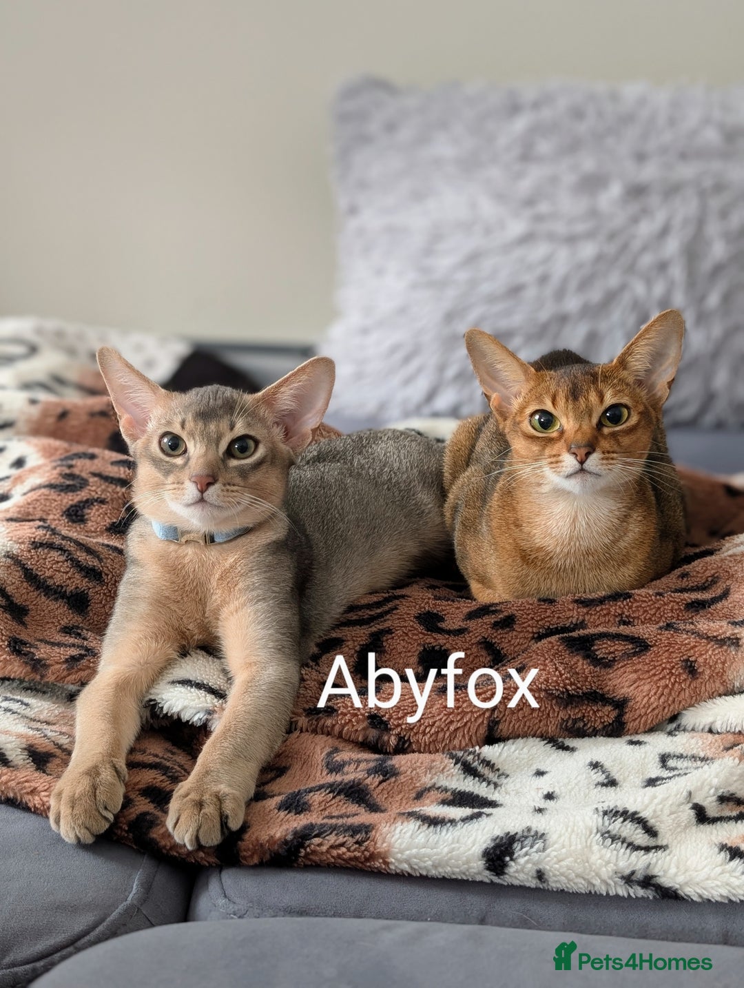 Abyssinian cats for sale: NEUTERED 🩵 Lovely🩵Blue BOY 🩵 TICA pedigree  in Fareham - Image 5