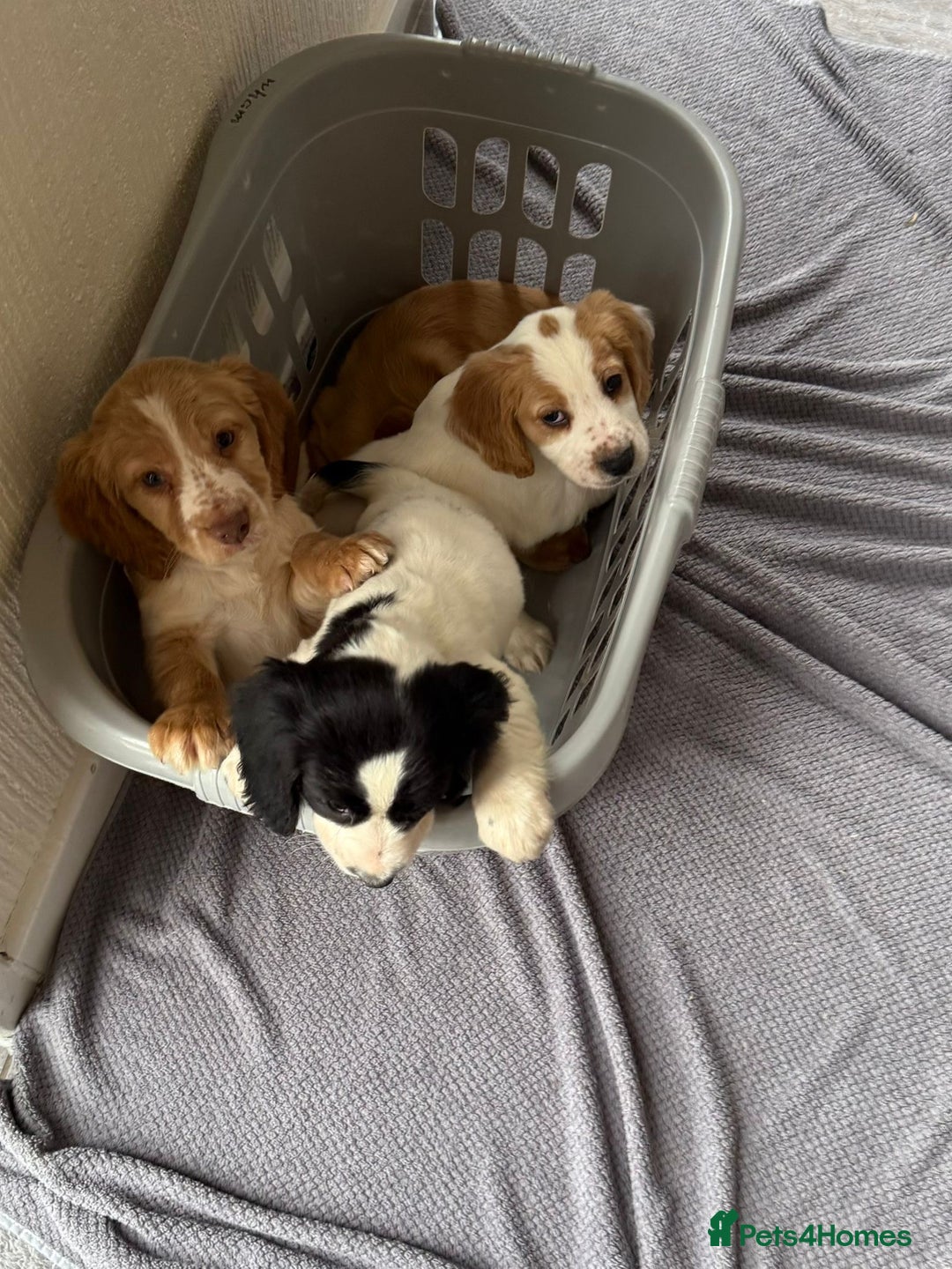 Cocker Spaniel dogs for sale: Beautiful cocker spaniel puppies for sale  - Advert 5