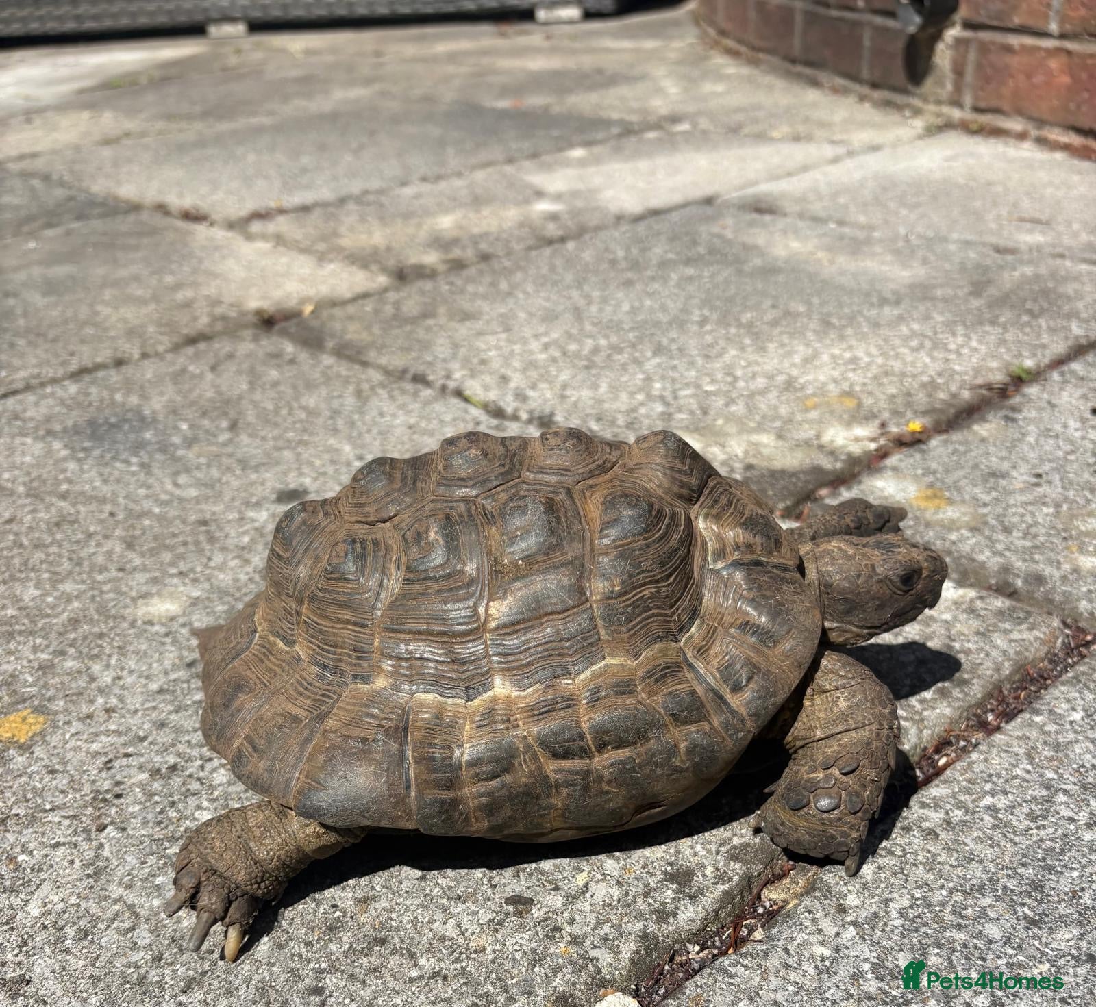 Tortoise reptiles Male spur thigh tortoise for sale  - Advert 2