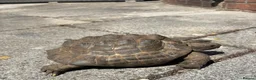 Tortoise reptiles for sale: Male spur thigh tortoise for sale  - Advert 2