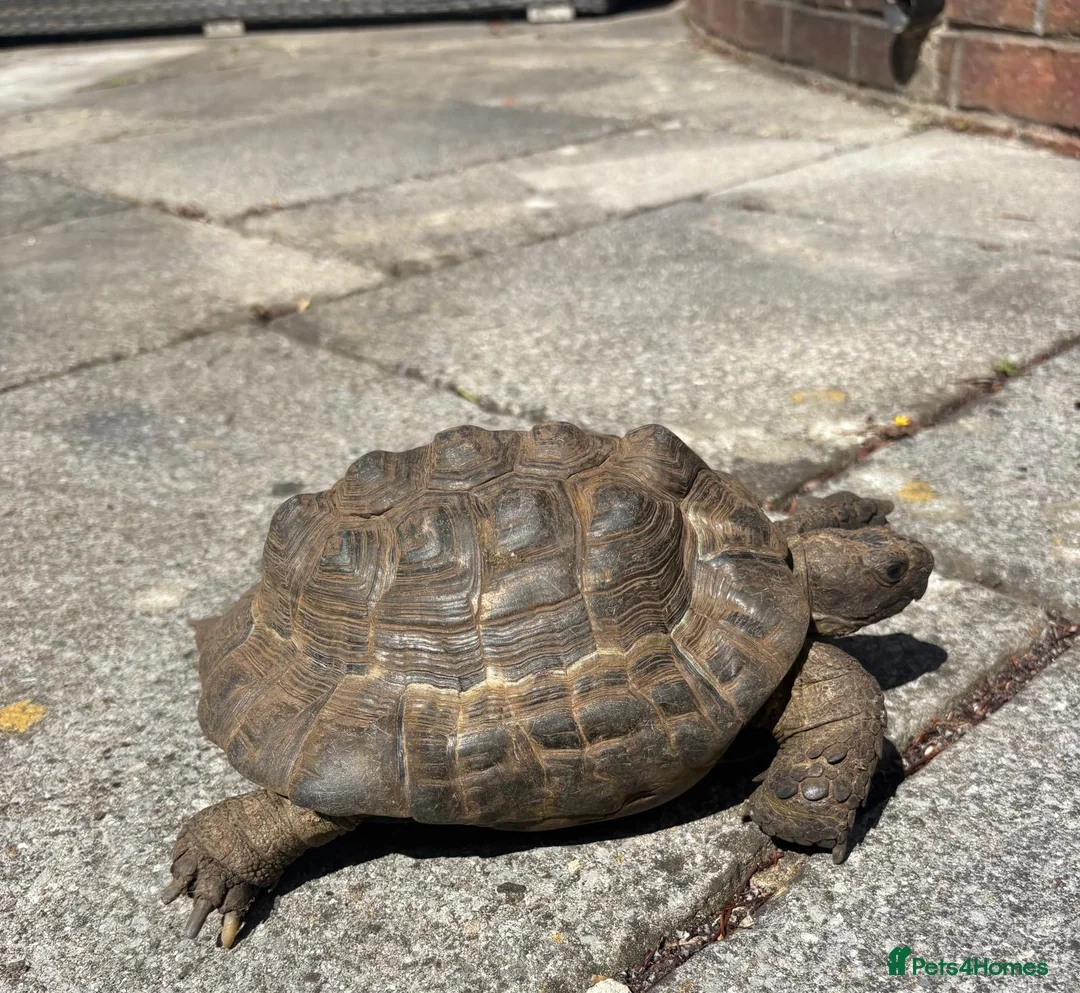 Tortoise reptiles for sale: Male spur thigh tortoise for sale  - Advert 2