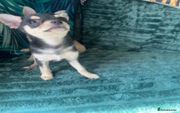 Chihuahua dogs for sale: Stunning chihuahua puppies  - Image 6