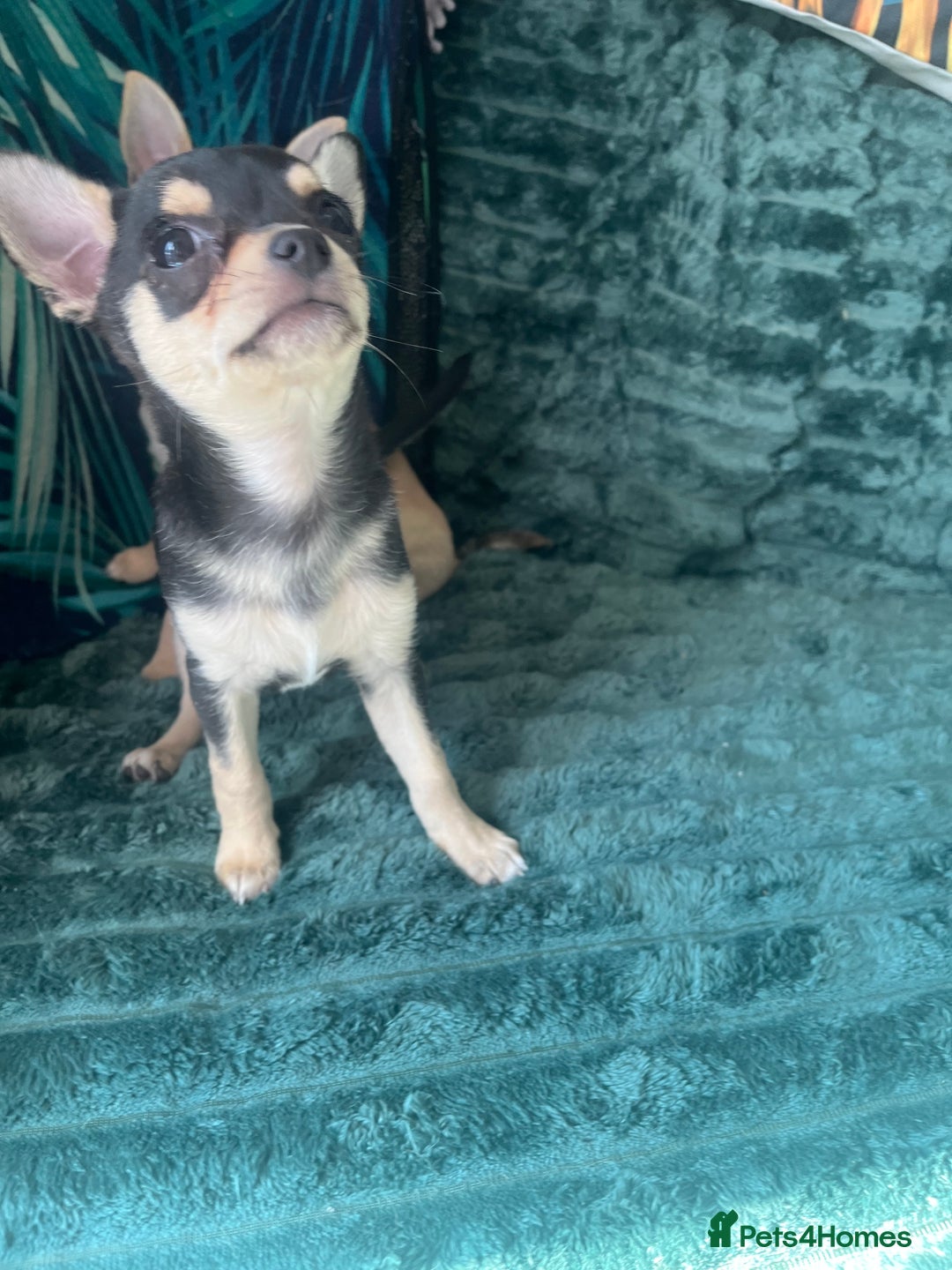 Chihuahua dogs for sale: Stunning chihuahua puppies  - Image 6