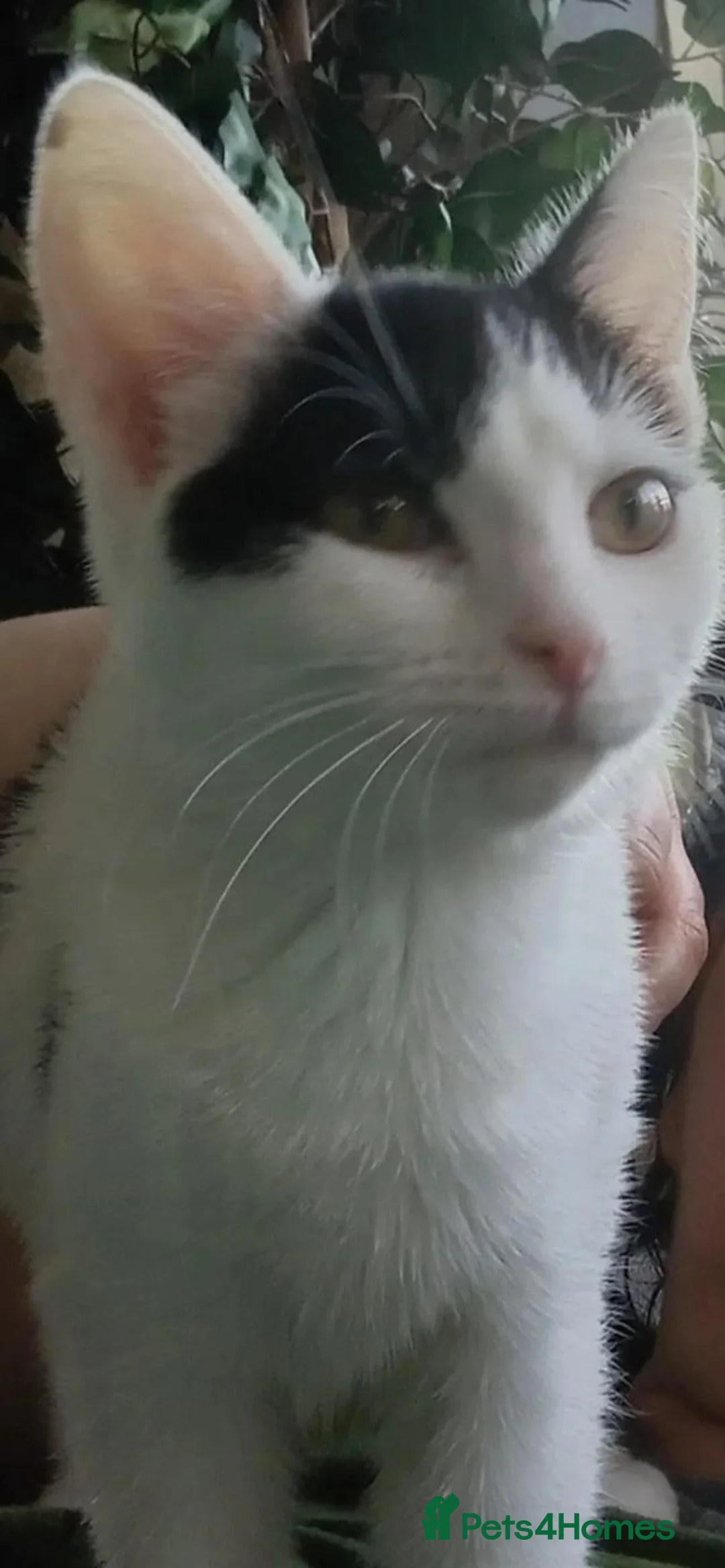 Mixed Breed cats for adoption: Meet beautiful Angel - Advert 5