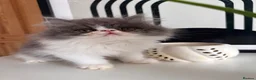 Exotic cats for sale: Exotic Persians  - Advert 25