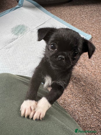 Mixed Breed dogs - Advert 1