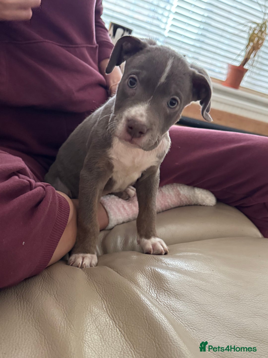 American Bull Staffy dogs for sale: Beautiful Home-Reared Puppies! - Advert 5