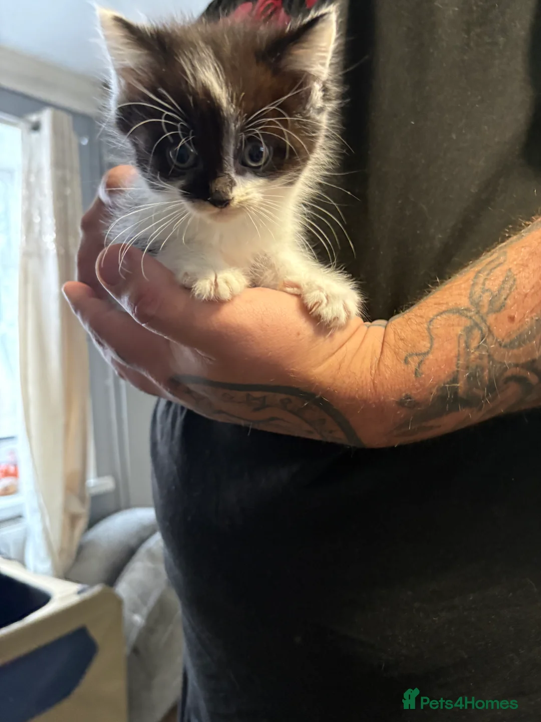 Mixed Breed cats for sale: 3 beautiful kittens ready for there new homes  - Advert 6
