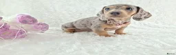 Miniature Dachshund dogs for sale: Stunning Miniature Dachshund Puppies  - Advert 23