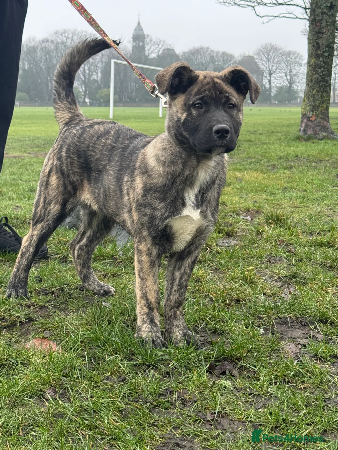 Mixed Breed dogs for sale: Beautiful Female Puppy (Presa Canario x Akita) - Advert 6