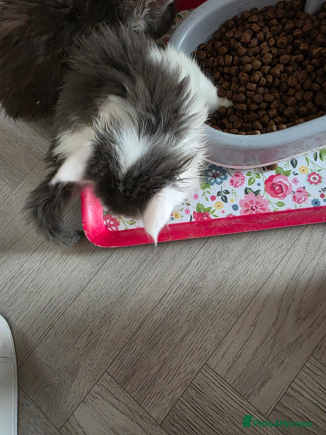 Maine Coon cats for sale: STUNNING MAINE COON KITTENS  - Advert 22