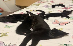 Mixed Breed cats for sale: Black Kittens - Image 10