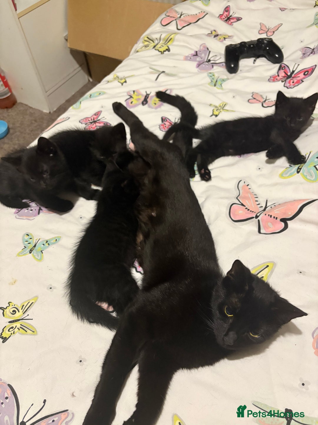Mixed Breed cats for sale: Black Kittens - Image 10