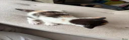 Mixed Breed cats for sale: 3 Beautiful females with unique markings  - Advert 2