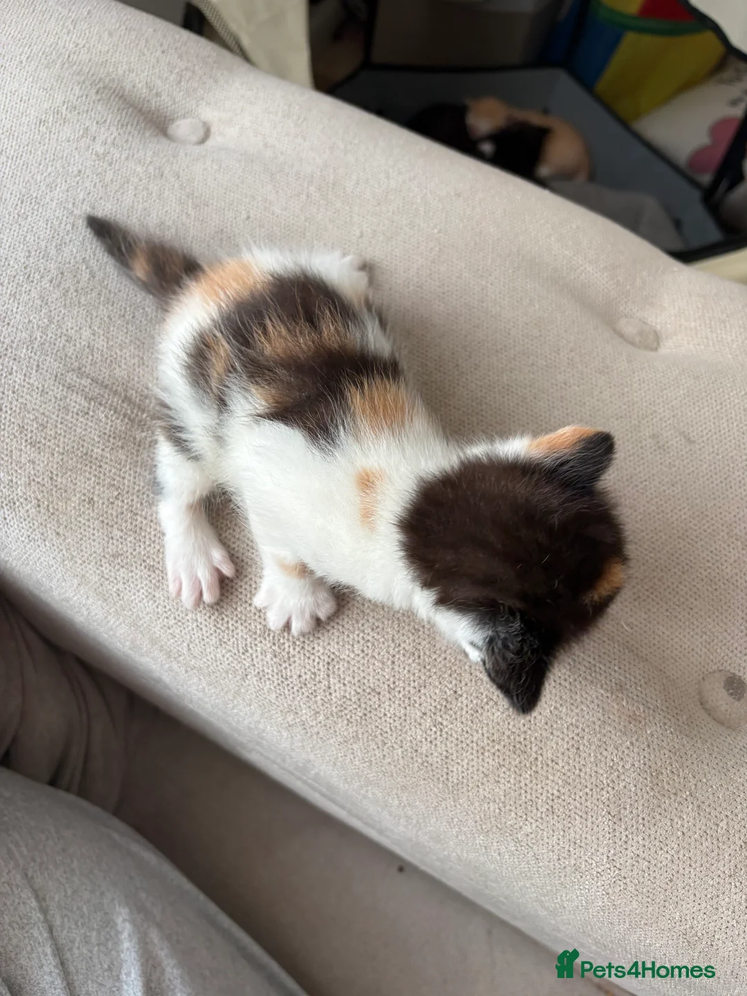 Mixed Breed cats for sale: 3 Beautiful females with unique markings  - Advert 2