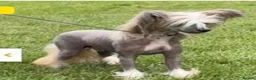 Chinese Crested dogs for sale: Exceptional Chinese crested pups in Wymondham - Advert 12