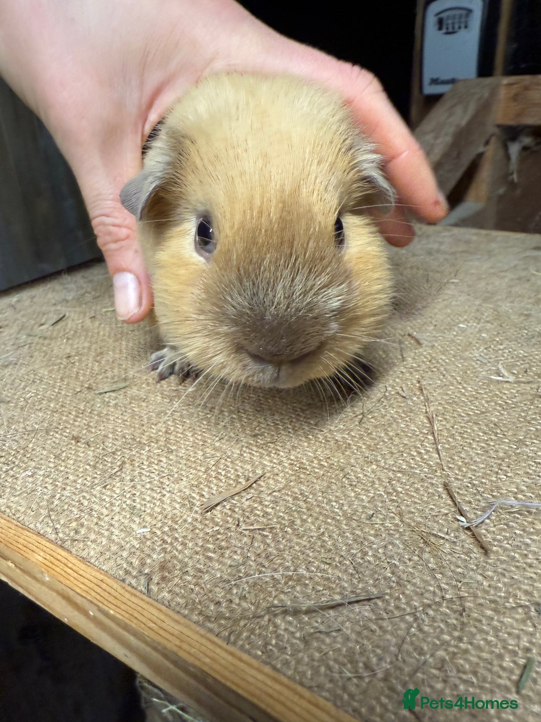 Guinea Pig rodents for sale: Pure bred California & Swiss guineapigs  - Advert 7