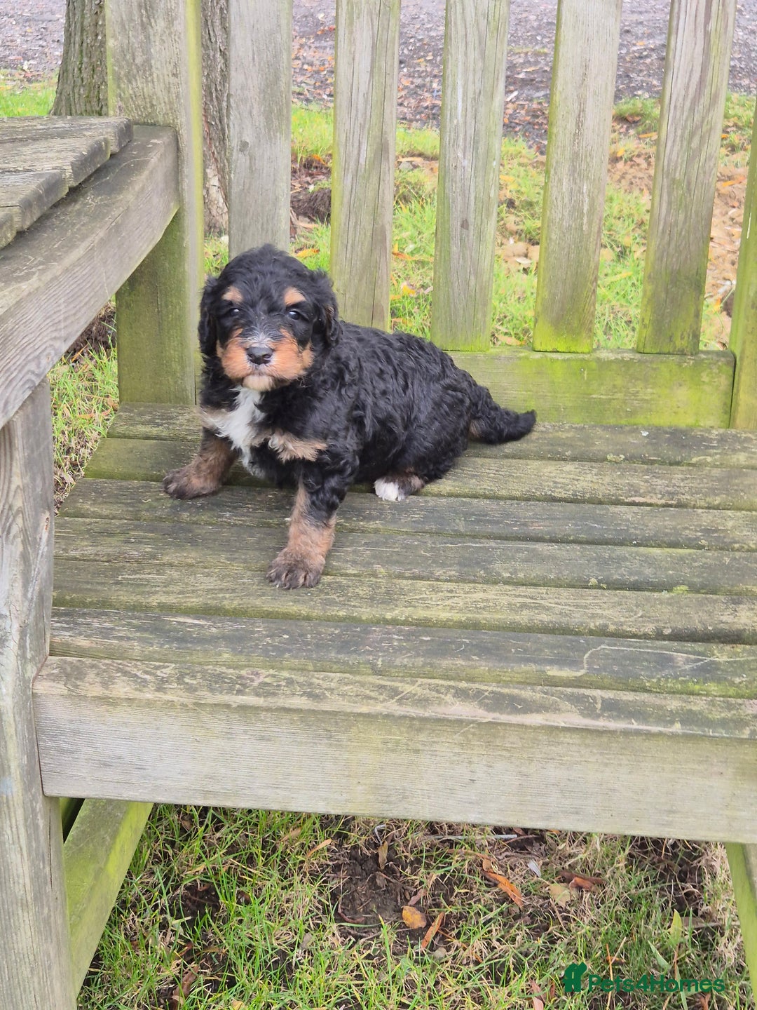 Bernedoodle dogs for sale: F1 Bernedoodle - Advert 4