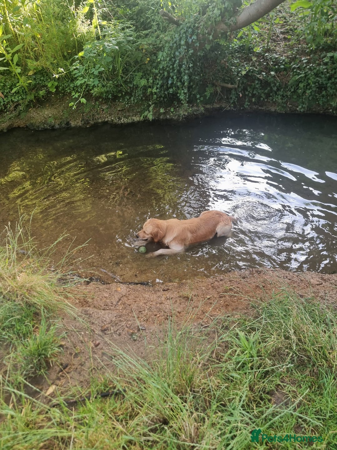 Golden Retriever dogs for stud: Golden Retriever Stud Dog – Northampton  - Advert 7
