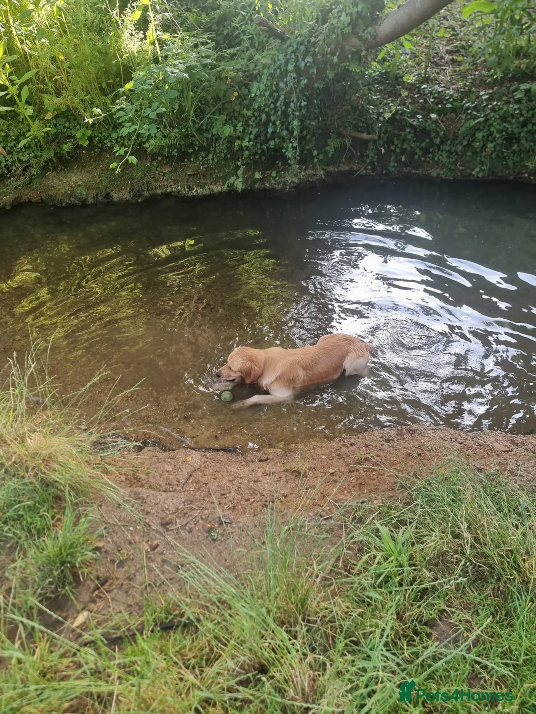 Golden Retriever dogs for stud: Golden Retriever Stud Dog – Northampton  - Advert 7