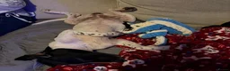 Mixed Breed dogs for adoption: Tiana (Pointer mix) in Coulsdon - Advert 13