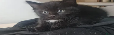 Furry Black