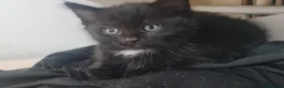 British Shorthair cats for sale: A beautiful litter of 5 kittens British Shorthair - Advert 12