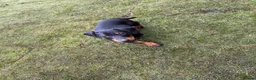 Dachshund dogs for sale: Stunning Girl dachshund available (LAST ONE) !! in Liverpool - Advert 4