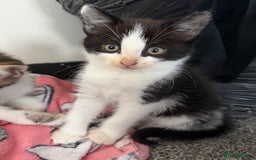 Mixed Breed cats for sale: Kittens ready for forever sofa’s. - Image 4